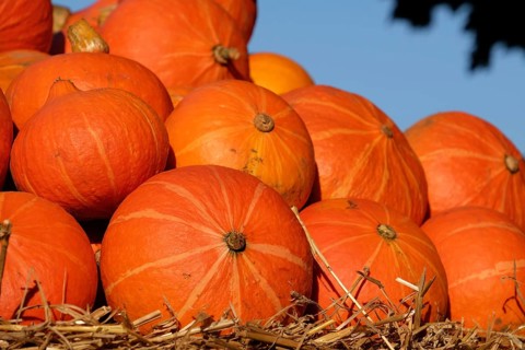 Sharp close-up of stacked orange pumpkins on a bed of straw under a blue sky, many colourful