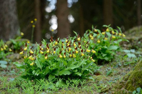 A bush of Lady's-slipper orchids (Cypripedium calceolus) in a forest, Bavaria, Germany, Europe