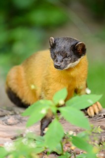 Close-up of a yellow-throated marten (Martes flavigula) in a forest, captive