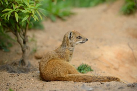 Close-up of a yellow mongoose (Cynictis penicillata) in spring