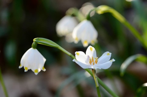 Spring Snowflake (Leucojum vernum) blossoms in a forest on a sunny evening in spring