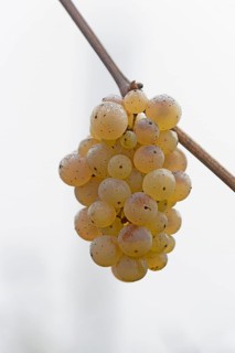Vine, grapevine, branch with an umbel of grapes and dewdrops, Moselle, Rhineland-Palatinate,