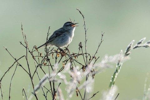 Sedge warbler (Acrocephalus schoenobaenus), Lower Saxony, Germany, Europe