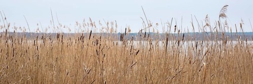 Reeds on the shore of Lake Zierker See, Neustrelitz, Mecklenburg-Vorpommern, Germany, Europe