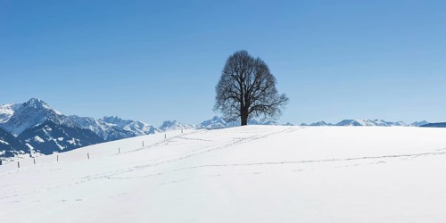 Peace lime tree (Tilia) on the Wittelsbacher Hoehe, 881m, Illertal, Allgaeu, Bavaria, Germany,