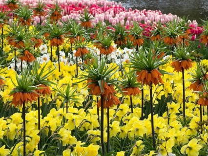 Various spring flowers such as imperial crown, daffodils and tulips in bright colours, many