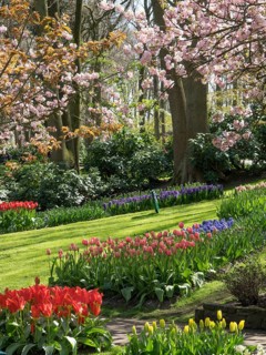 Blooming tulips and cherry blossoms in a well-kept garden with green lawns, many colourful,