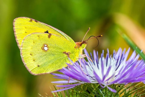 Clouded Yellow, Colias croceus, butterfly, Albania, Europe