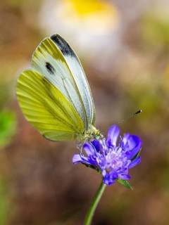 Large White, Pieris brassicae, butterfly on pink flower