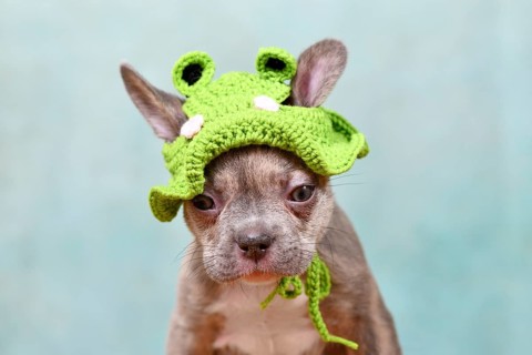 Cute young Lilac Brindle French Bulldog dog puppy with knitted frog hat