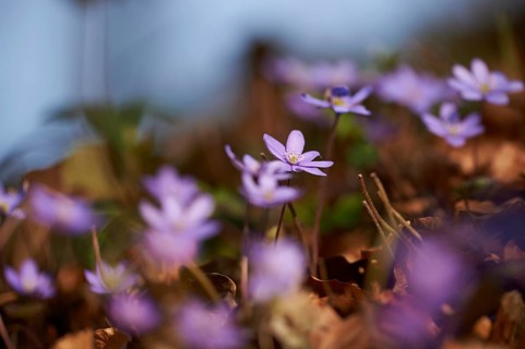 Common hepatica (Anemone hepatica) Blossoms in a forest, Bavaria, Germany, Europe