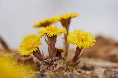 Close-up of coltsfoot (Tussilago farfara) blooming in a sandpit in spring, Bavaria, Germany, Europe