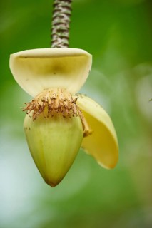 Close-up of a Banana (Musa x paradisiaca) blossom