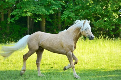 Connemara stallion running on a big paddock, Germany, Europe