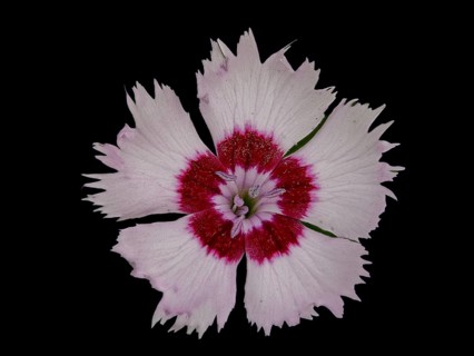 Flower of a fragrant garden carnation (Dianthus), Leimbach, Thurgau, Switzerland, Europe