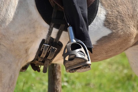 Close-up of rider's leg and stirrup during training of an Icelandic horse equipped with saddle, bit