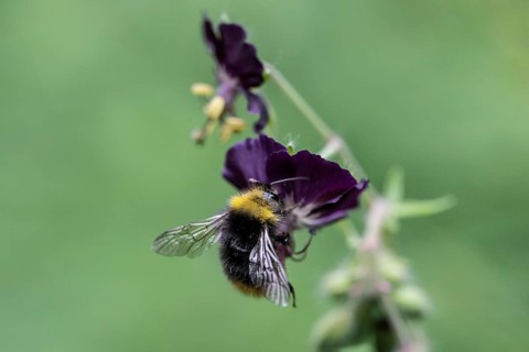 Early bumblebee (Bombus pratorum) on cranesbill (Geranium phaeum), Emsland, Lower Saxony, Germany,