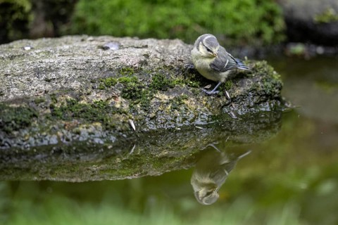 Blue tit (Parus caerulea) at the drinking trough, Emsland, Lower Saxony, Germany, Europe