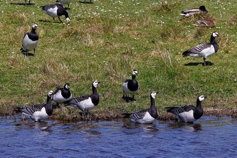 Barnacle geese, barnacle geese (Branta leucopsis), flock in a meadow by the water, North Sea coast,