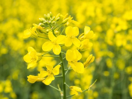 Rape in bloom in a rape field, near Riegersburg, Styria, Austria, Europe