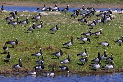 Barnacle geese, barnacle geese (Branta leucopsis), flock in a meadow by the water, North Sea coast,