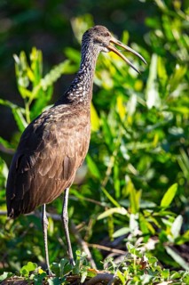 Limpkin (Aramus guarauna) Pantanal Brazil