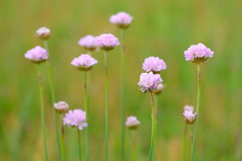 Sea thrift (Armeria maritima subsp. elongata) blossoms