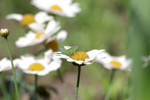 Speckled bush-cricket (Leptophyes punctatissima), young, daisies, macro, The larva of a leafhopper