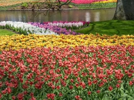 Flower bed with various colourful tulips and hyacinths in a park, many colourful, blooming tulips