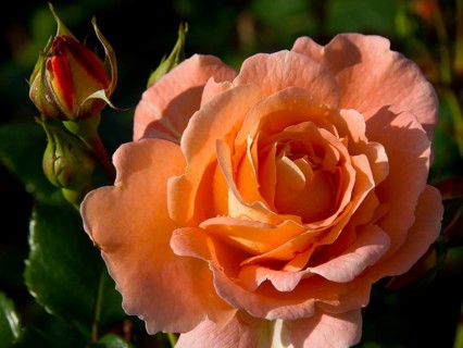Close-up of an open orange rose with a still closed bud next to it, The rose town molde in Norway