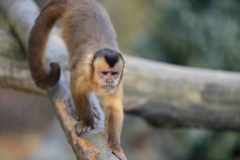 Tufted capuchin (Sapajus apella) climbing on a tree, captive, Zoo Augsburg, Germany, Europe