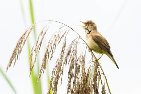 A reed warbler (Acrocephalus scirpaceus) sits on a reed frond and sings against a light-coloured
