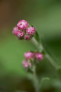 Close-up of Mountain Everlasting (Antennaria dioica) blossoms in early summer