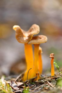 Close-up of a Yellowfoot (Craterellus tubaeformis) in forest in autumn