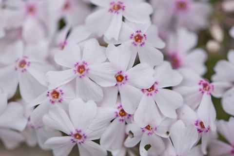 Close-up of creeping phlox (Phlox subulata) blossoms in spring