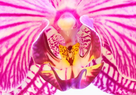 Detail of a Moth Orchid (Phalaenopsis hybrid) in a greenhouse