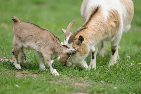 Close-up of domestic goat (Capra aegagrus hircus) mither with her kids on a meadow in spring