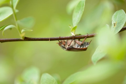 Close-up of a common cockchafer (Melolontha melolontha) in a forest in spring