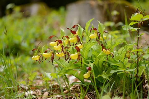 Close-up of lady's-slipper orchid (Cypripedium calceolus) blossoms in a forest in spring, Upper