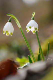 Close-up of Spring Snowflake (Leucojum Vernum) blossoms in a forest in spring