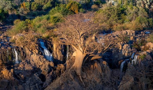 Kunene River, waterfall and African Baobab (Adansonia digitata), in the evening light, Epupa Falls,