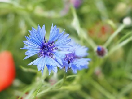 Cornflower (Centaurea cyanus), near Heimschuh, Styria, Austria, Europe