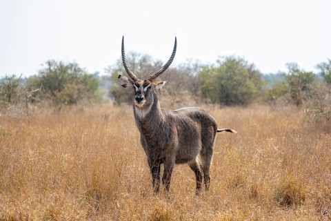 Ellipsen waterbuck (Kobus ellipsiprymnus), adult male in dry grass, Kruger National Park, South