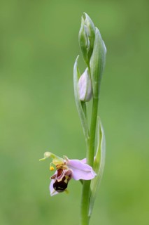 Bee orchid (Ophrys apivera), close-up of the flower tendril, macro, nature photography, Mackenberg