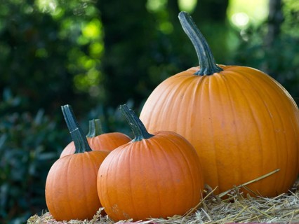 Three pumpkins in different sizes on a pile of straw in front of a green, wooded background, orange
