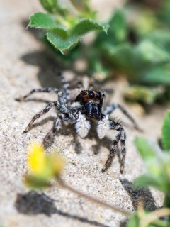 Half-edged Wall Jumping Spider, Menemerus semilimbatus, Albania, Europe