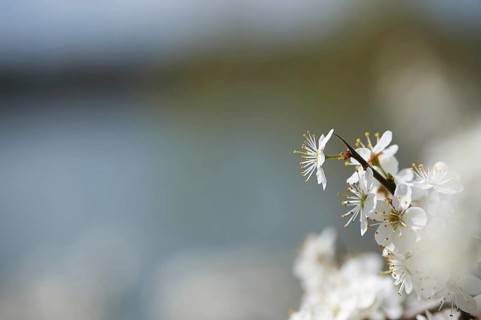 Blackthorn (Prunus spinosa) Blossoms in spring, Bavaria, Germany, Europe