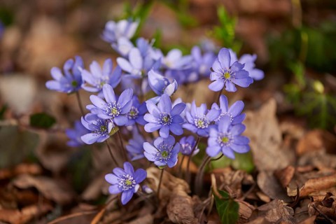 Close-up of Common Hepatica (Anemone hepatica) blossoms in a forest in spring, Bavaria, Germany,