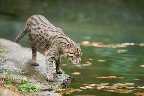 Close-up of a fishing cat (Prionailurus viverrinus) at the shore of a lake, captive
