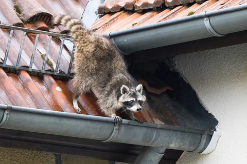 A raccoon (Procyon lotor) balancing on a gutter on a building, Hesse, Germany, Europe